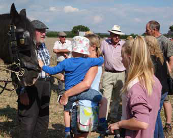 Shire horses