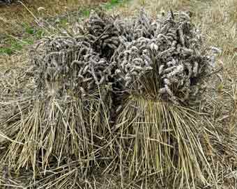 Stook of sheaves